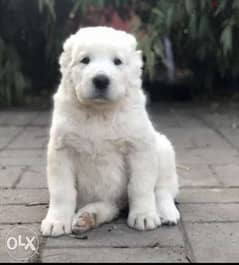 Imported white alabai puppies from best kennels in Europe 0