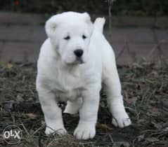 Imported white alabai puppies from best kennels in Europe