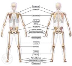 كورس شامل طب عظام 0