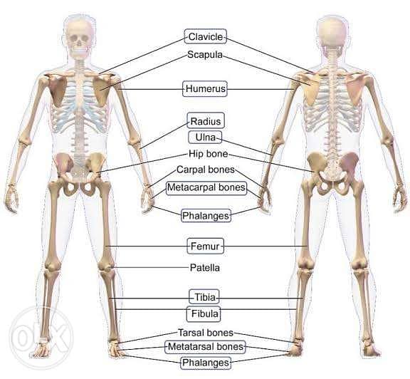كورس شامل طب عظام 0