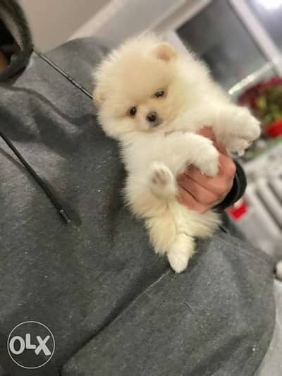 Olx pomeranian puppy for sales sale