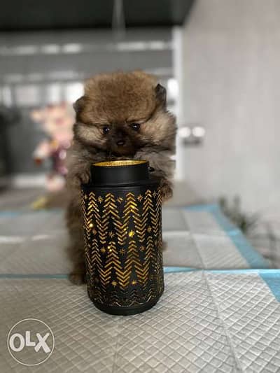 pomeranian puppies , premium quality