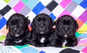 Imported Cane Corso Puppies Full Documents Top Quality From Ukraine 0
