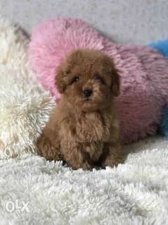Amazing Dark Brown Toy Poodle Puppy