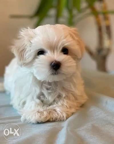 Maltese puppy sale olx