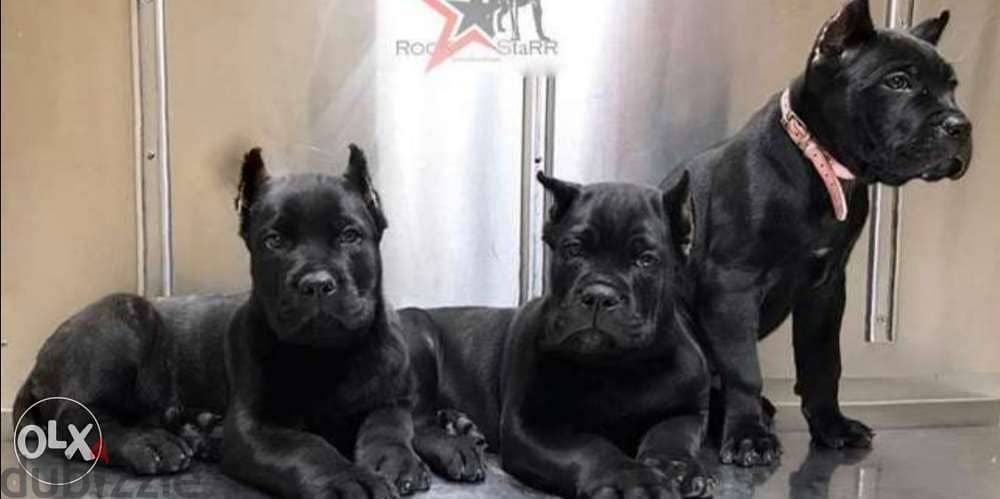 Premium quality imported cane corso puppies, FASTEST DELIVERY 0