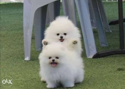 Pedigree for best sale pomeranian puppy