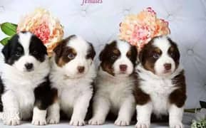 Imported border collie puppies from best kennels in Europe with pedigr 0
