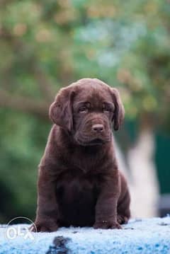 Imported Chocolate labrador & we can import all dog breeds 0