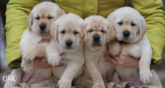 Imported off white Labrador puppies from best kennels in Europe 0
