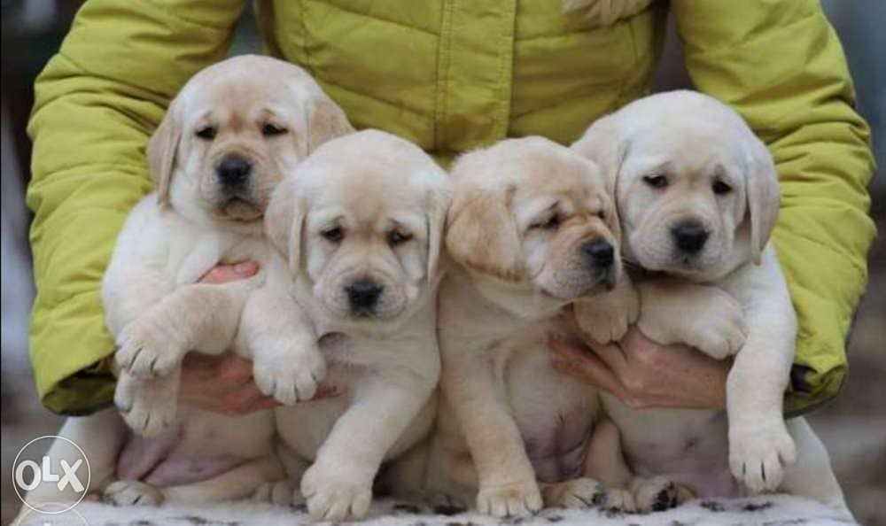 Imported off white Labrador puppies from best kennels in Europe 1