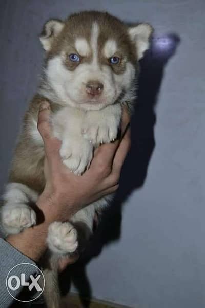 Husky puppy