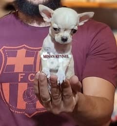 mini chihuahua puppy /جرو ميني شيواوا 0