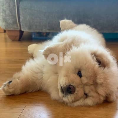 teddy  bear  chow chow   احلى دباديب تشاو اتشاو