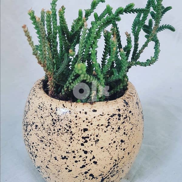 unique plants in pots 4