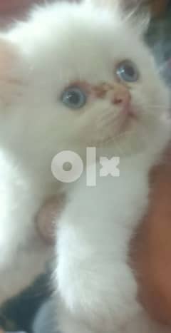 قطة هيمالايا اورنج على بيكي فيس قمر 0
