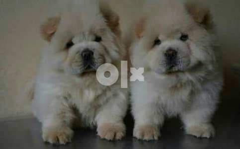 احلى دباديب تشاو اتشاو اهالى مستوردين FCI  chow chow puppies p. FCI