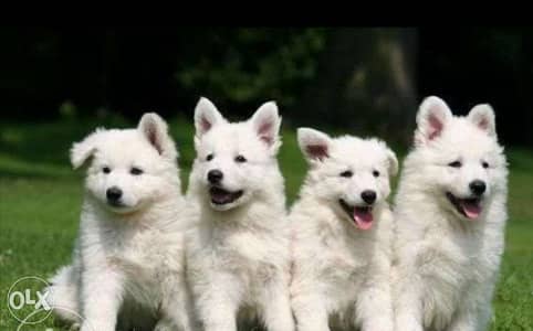 Imported white Swiss shepherd puppies from best kennels in Europe