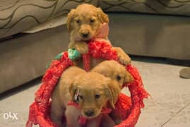 Available puppies pure Golden Retriever specialty color vaccinated 0