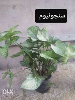 نبات السنجونيوم 0