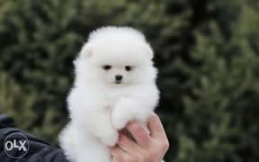 Imported snow white mini pomeranian puppies from best kennels in Europ 0