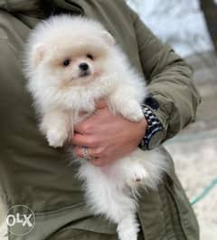 Super Quality Pomeranian Imported from Europe . Fastest Delivery 0