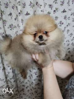 Super Quality Mini pomeranian Imported from Europe . Fastest Delivery 0