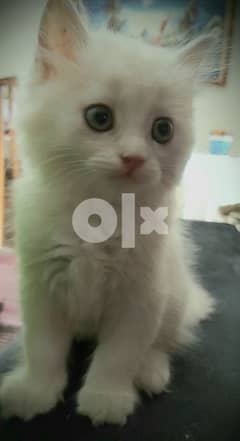 قطة شيرازى هاف بيكي عمر شهرين 0