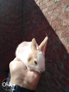 ارانب زينه للبيع وللاطفال أرنب هدئ 0