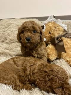Toy Poodle Puppies Ready for reservation " Imported" 0
