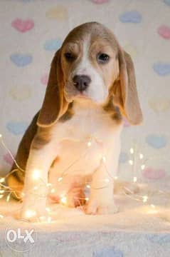 Beagle Puppies Ready for reservation " Imported" 0