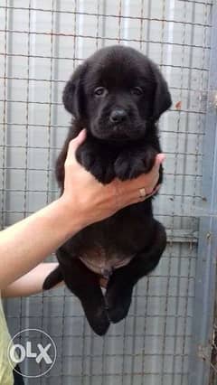Black labrador Puppies Ready for reservation " Imported" 0