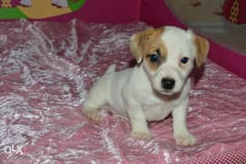 Jack Russell Puppies Ready for reservation " Imported" 0