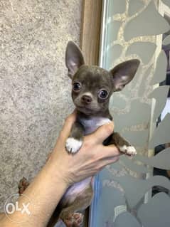 Chihuahua Puppies Ready for reservation " Imported" 0
