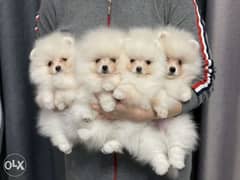 Mini pomeranian Puppies Ready for reservation " Imported" 0