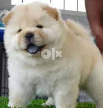 اجمل دباديب تشاو تشاو اهالى مستوردين teady bear chow chow puppies