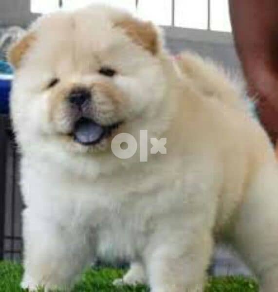 اجمل دباديب تشاو تشاو اهالى مستوردين teady bear chow chow puppies 0