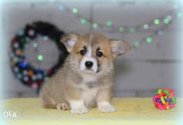 Welsh corgi Puppies Ready for reservation " Imported" 0