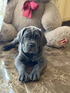 Cane corso Puppies Ready for reservation " Imported" 0