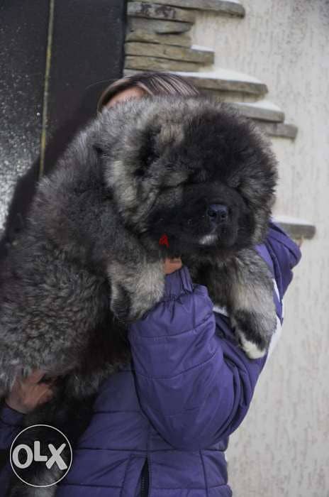 GIANT Caucasian puppies, imported with all documents 1