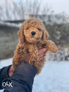 Pedigree poodle best sale