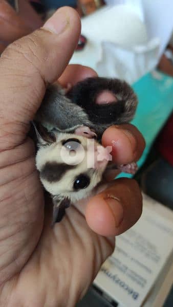 شوجر جلايدر / sugar glider