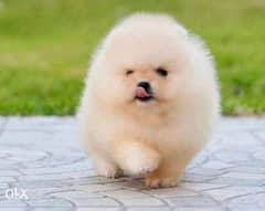 Premium quality mini pomeranian puppies, available all colors 0