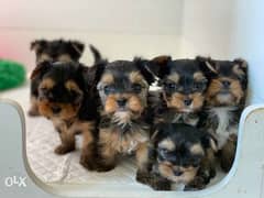 Yorkshire Puppies Ready for reservation " Imported" 0