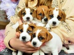Imported jack Russell puppies with all documents, premium quality 0