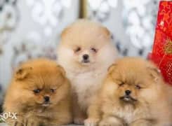 Cutest mini pomeranian puppies with all documents 0