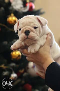 Premium quality English bulldog puppies with all documents 0