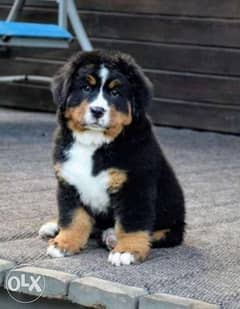 Bernese mountain sale dog olx