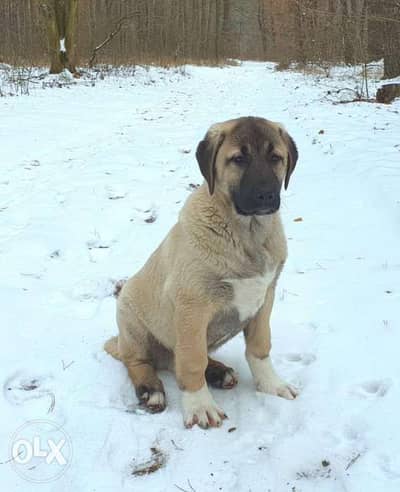 imported Turkish kangal, FCI PEDIGREE. . Premium quality