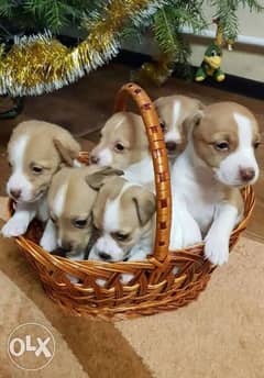 The best Beagle Puppies you can get from Ukraine 0